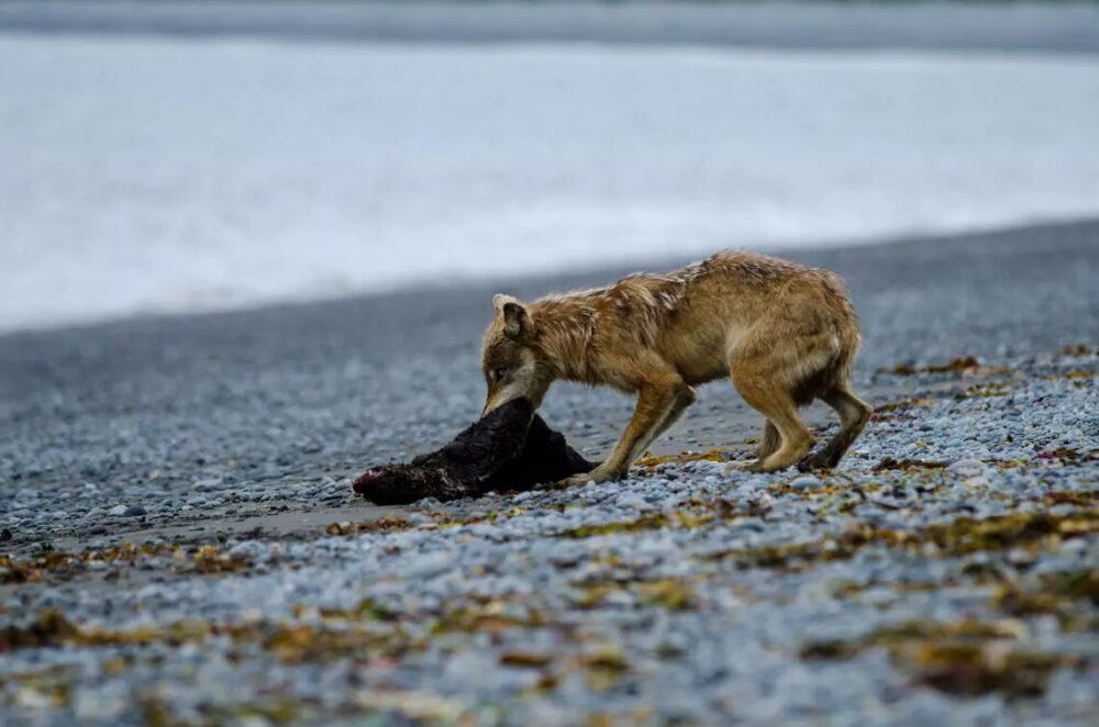 Mercúrio ameaça lobos do Alasca que caçam lontras-marinhas